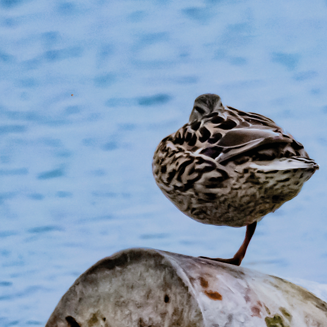 the single-hemisphere sleep of ducks © Chris Zintzen | panAm productions 2019