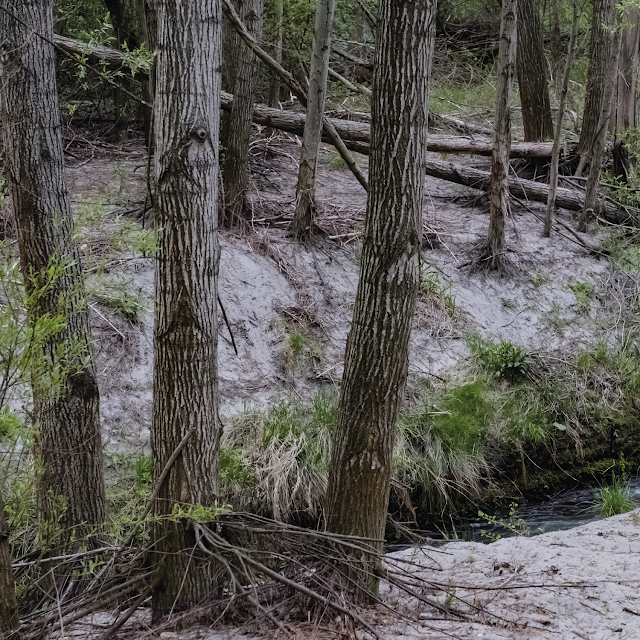 secret wood | danube river banks © Chris Zintzen | panAm productions