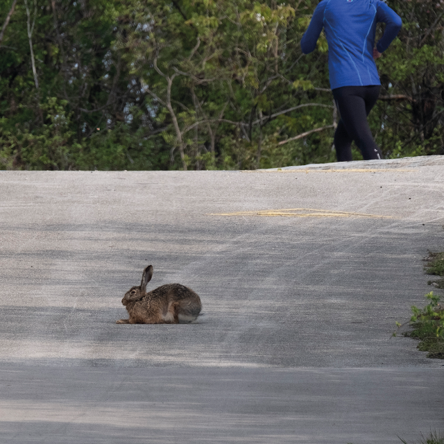 HARE (cultural blind spot) © Chris Zintzen | panAm productions