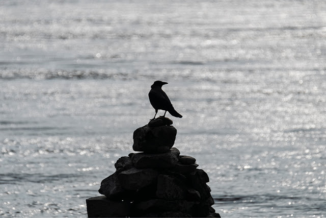 Crow | Key @ Chris Zintzen @ panAm productions 2019