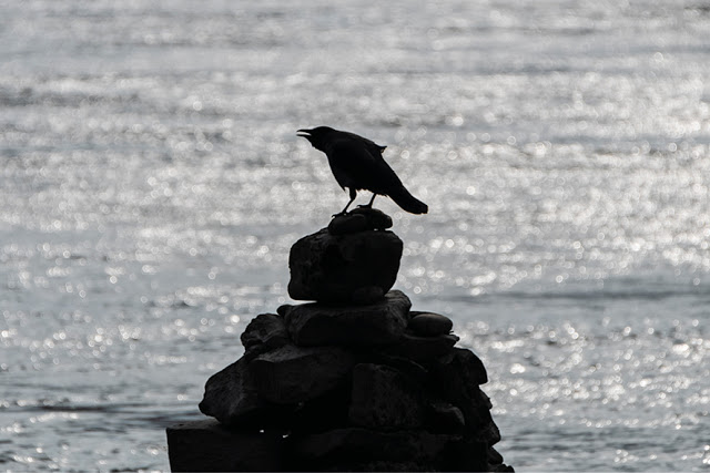 Crow | Key @ Chris Zintzen @ panAm productions 2019