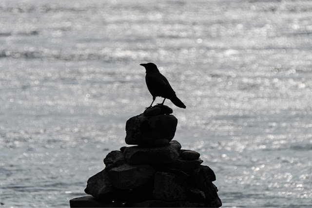 Crow | Key @ Chris Zintzen @ panAm productions 2019