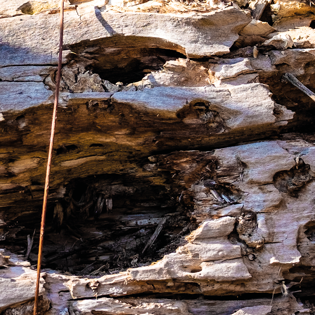 swamp wood © Chris Zintzen | panAm productions