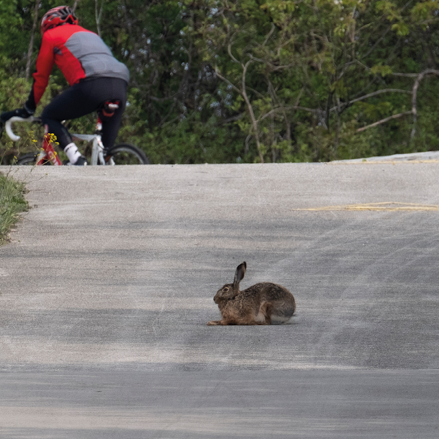 HARE (cultural blind spot) © Chris Zintzen | panAm productions