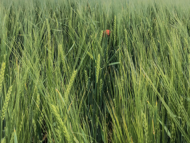 Mohn/Papaver | Stadtsprache © Chris Zintzen @ panAm productions 2020
