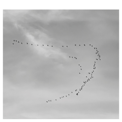 Bird flight, V formation | Chris Zintzen | panAm productions 2019
