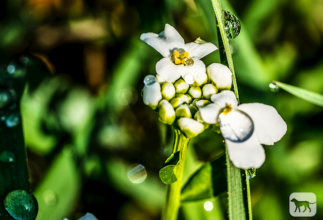© Chris Zintzen All rights reserved