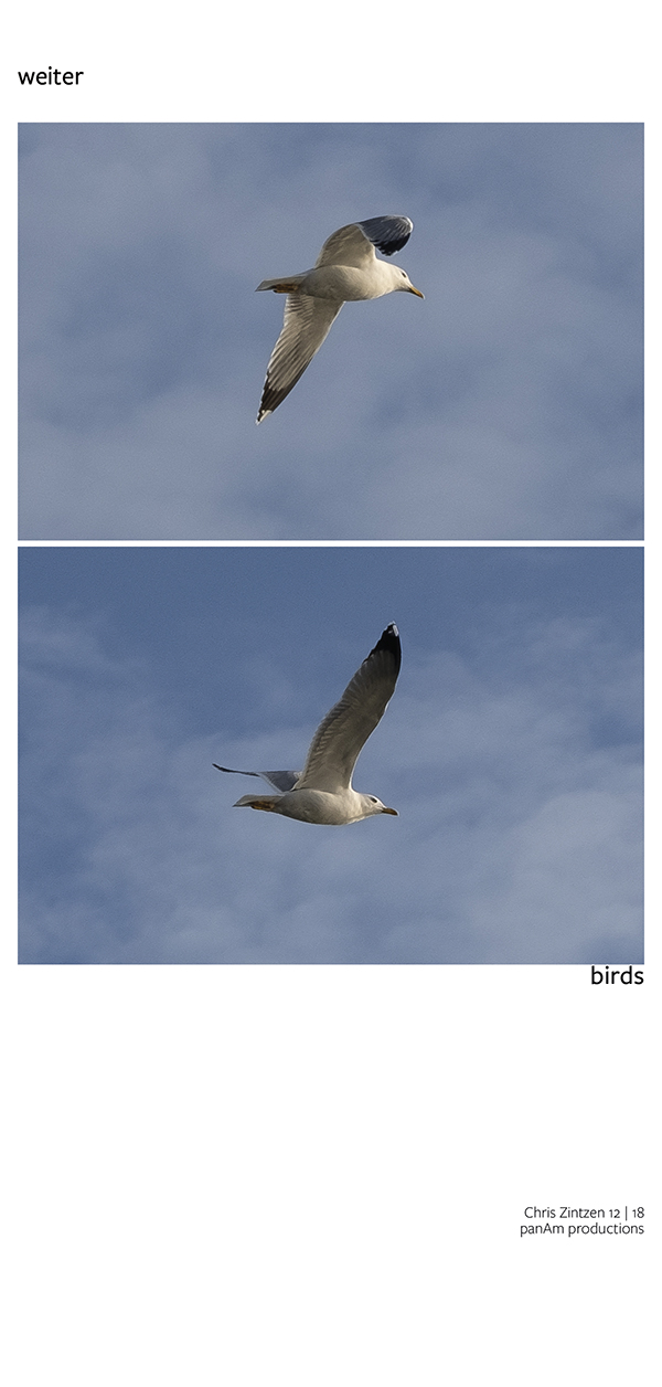weiter | birds | Chris Zintzen | panAm productions