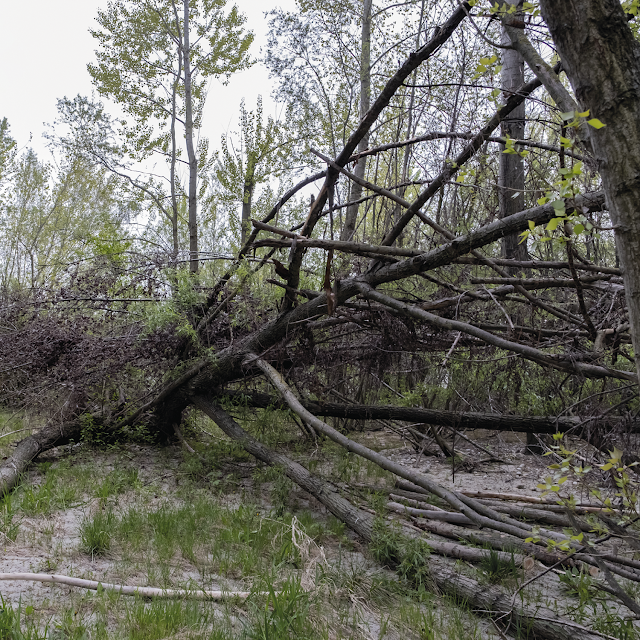 secret wood | danube river banks © Chris Zintzen | panAm productions