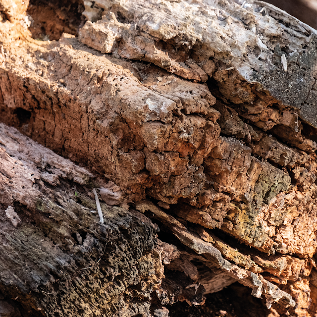 swamp wood © Chris Zintzen | panAm productions