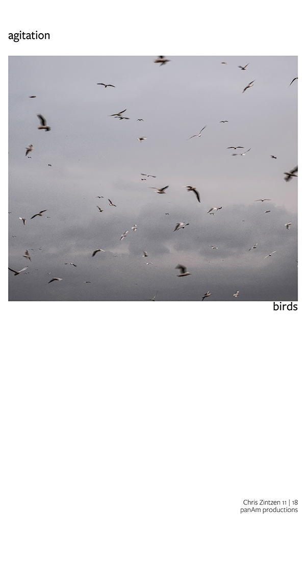 agitation | seagulls | Chris Zintzen | panAm productions
