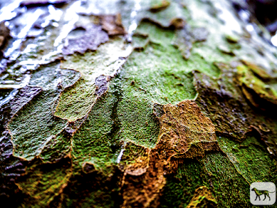 © Chris Zintzen All Rights reserved
