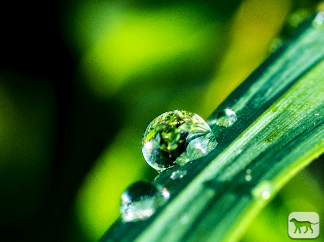 © Chris Zintzen All rights reserved