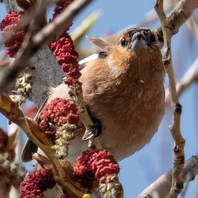 Chaffinch © Chris Zintzen | panAm productions