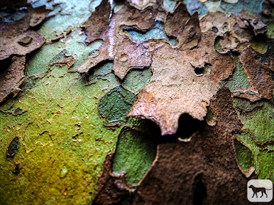 © Chris Zintzen All Rights reserved