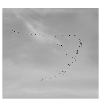 Bird flight, V formation | Chris Zintzen | panAm productions 2019