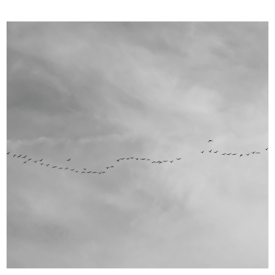 Bird flight, V formation | Chris Zintzen | panAm productions 2019