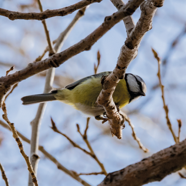 down under (blue tit) | © Chris Zintzen, panAm productions 