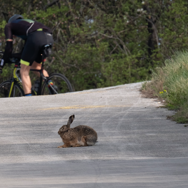 HARE (cultural blind spot) © Chris Zintzen | panAm productions