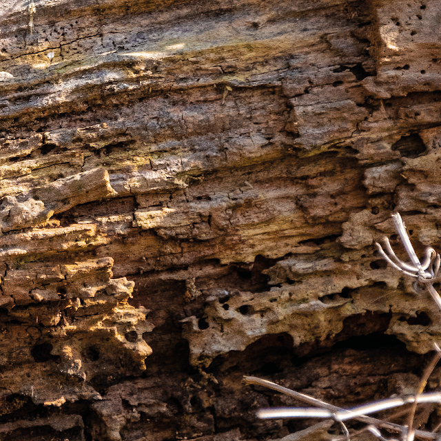 swamp wood © Chris Zintzen | panAm productions