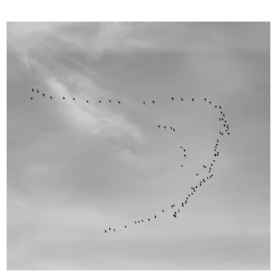 Bird flight, V formation | Chris Zintzen | panAm productions 2019