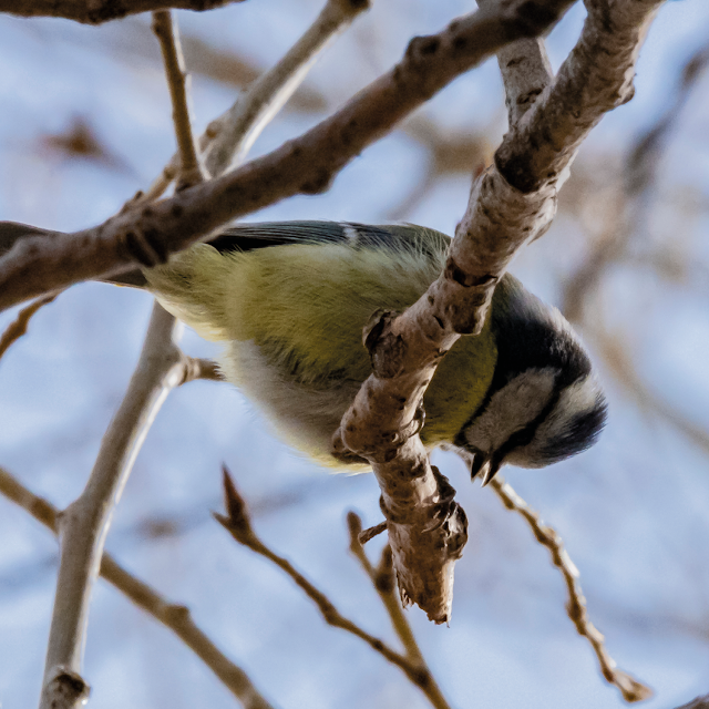down under (blue tit) | © Chris Zintzen, panAm productions 