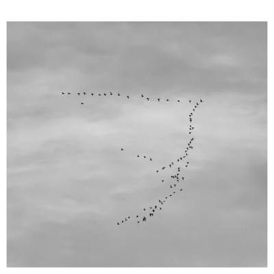 Bird flight, V formation | Chris Zintzen | panAm productions 2019
