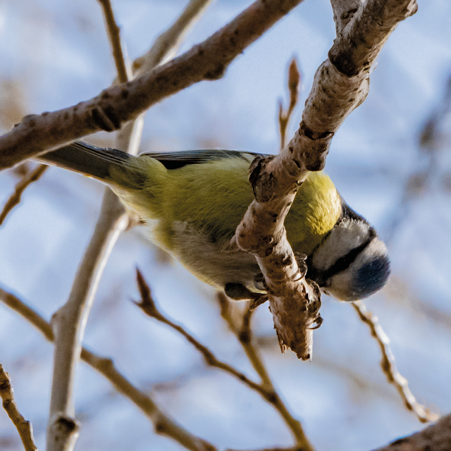 down under (blue tit) | © Chris Zintzen, panAm productions 