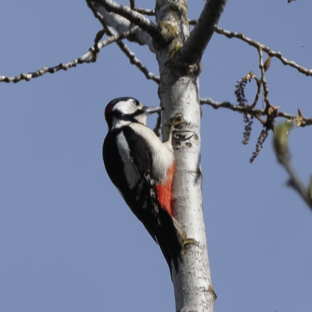 Dendrocopos major © Chris Zintzen | panAm productions
