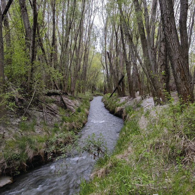 secret wood | danube river banks © Chris Zintzen | panAm productions