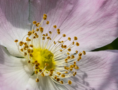 © Chris Zintzen. All Rights reserved