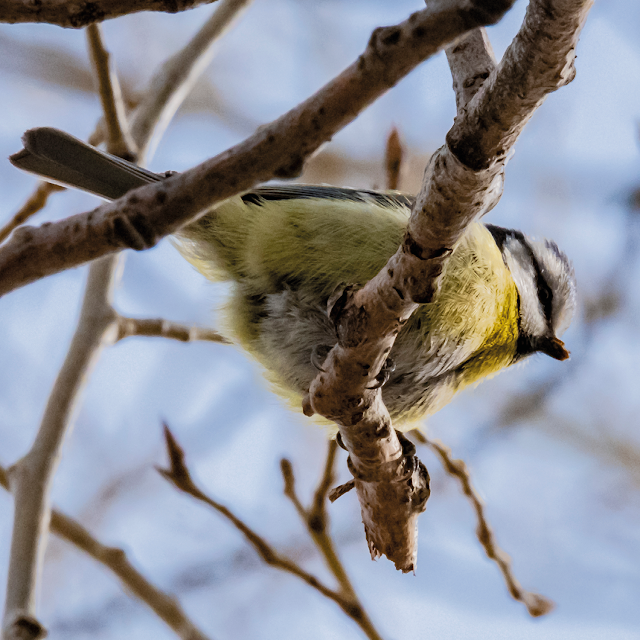down under (blue tit) | © Chris Zintzen, panAm productions 