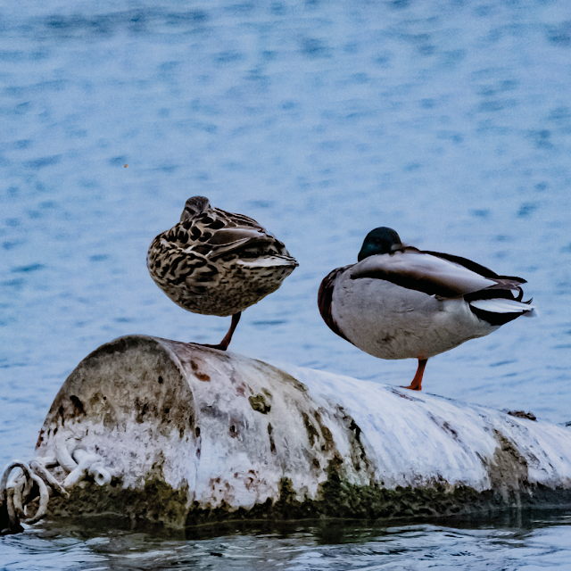the single-hemisphere sleep of ducks © Chris Zintzen | panAm productions 2019