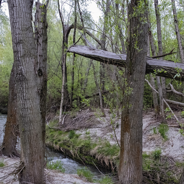 secret wood | danube river banks © Chris Zintzen | panAm productions