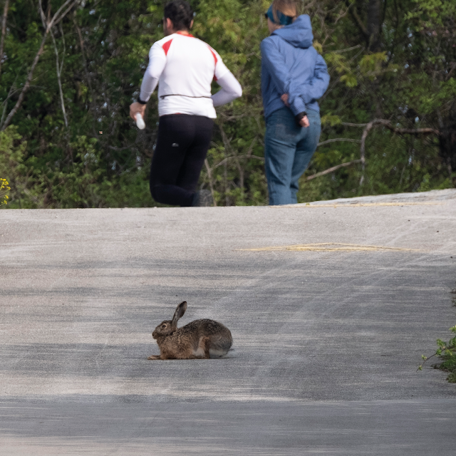 HARE (cultural blind spot) © Chris Zintzen | panAm productions