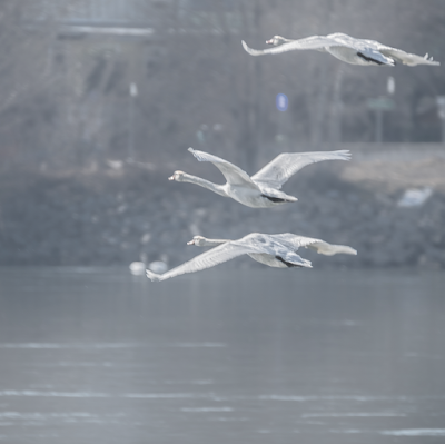 swans © Chris Zintzen | panAm productions