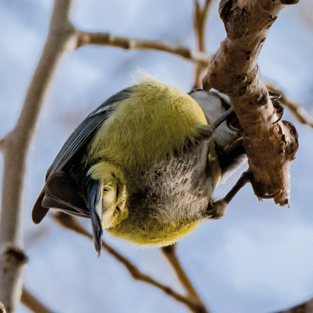 down under (blue tit) | © Chris Zintzen, panAm productions 