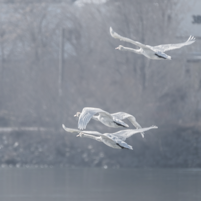 swans © Chris Zintzen | panAm productions