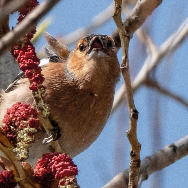 Chaffinch © Chris Zintzen | panAm productions