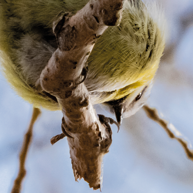 down under (blue tit) | © Chris Zintzen, panAm productions 