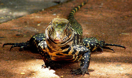 cropped-0024-iguazu.jpg