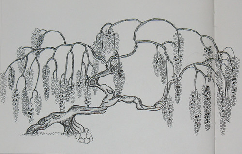 weeping willow