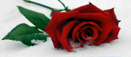 Rose im Schnee