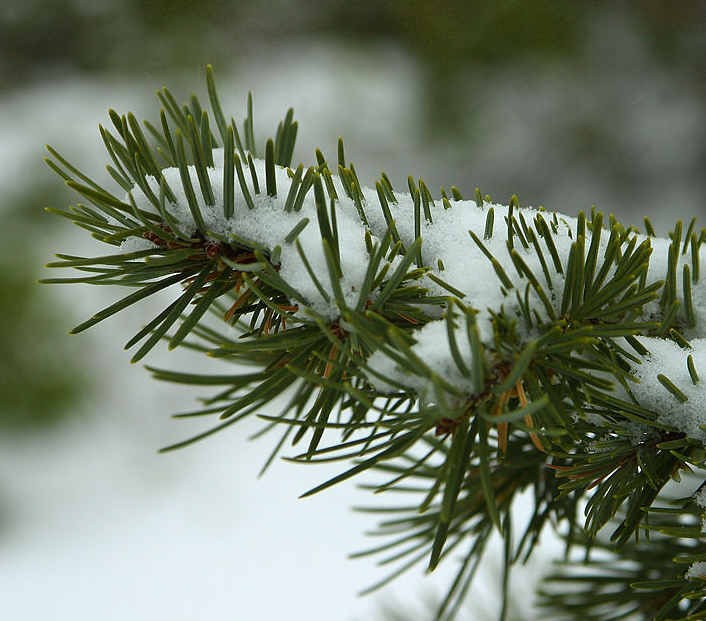 Weihnachts-Gruss 2014 - Glarean Magazin
