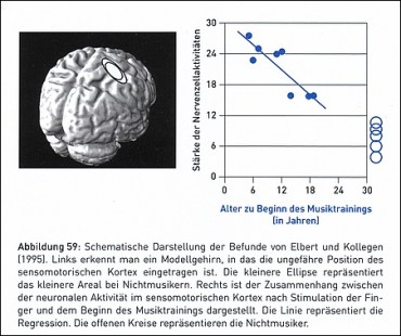 Grösserer sensomotorischer Hirn-Kortex bei Musikern