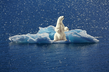 Erderwärmung - Klimakatastrophe - Polabschmelzung - Eisbär - Eisschmelze - Glarean Magazin