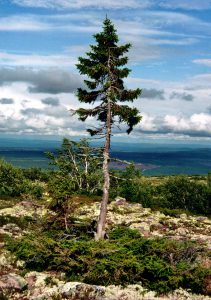 Old Tjikko 