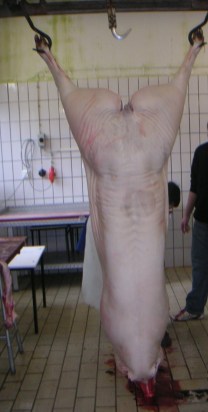 ausgenommenes schwein