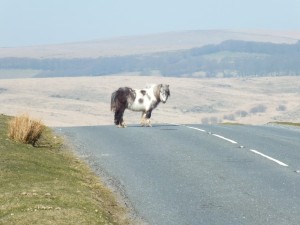 Dartmoor Pony