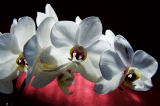 Weisse Orchidee - Glarean Magazin